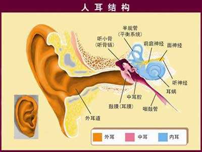 人类的听觉言语体系是一个复杂的体系