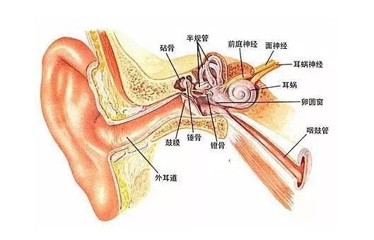 耳石并非耳屎 头晕可能是耳朵里长了“耳石”！2