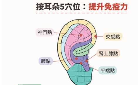 耳朵上有5个穴道，常按压能提升免疫力、止咳平喘。